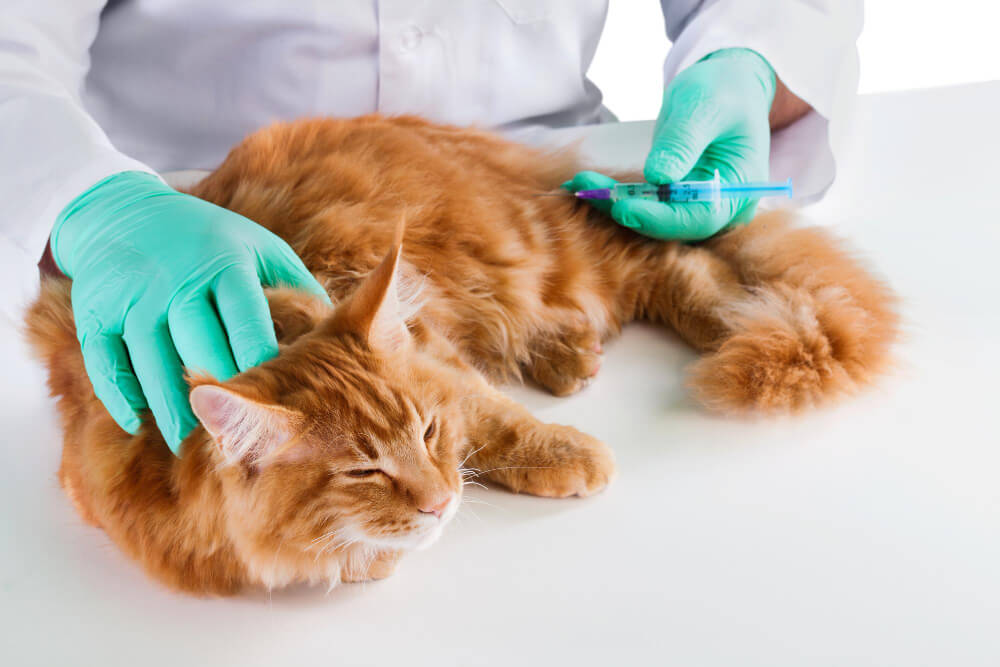 Pet Vaccinations in Earlton