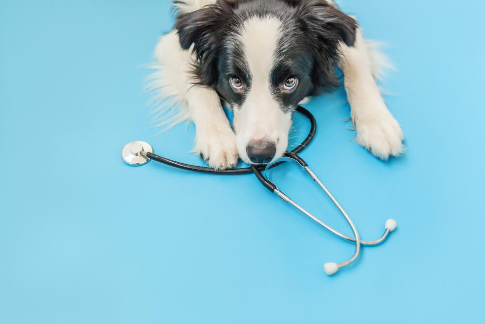 Wellness Exams in Earlton