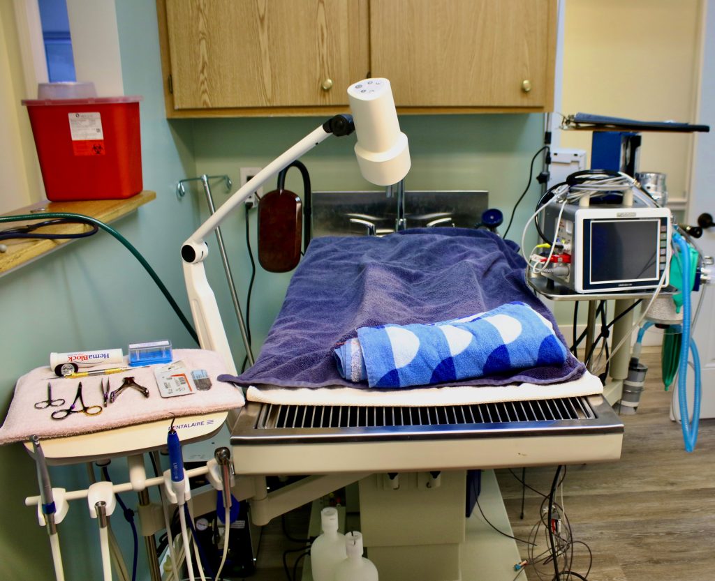 Pet Dentistry in Earlton